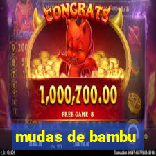 mudas de bambu